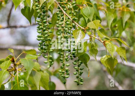 Black poplar (Populus nigra), fruits and young leaves in early spring, Vaucluse, France Stock Photo