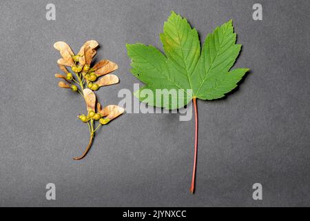 Sycamore maple (Acer pseudoplatanus) leaf and samaras in grey background, France Stock Photo