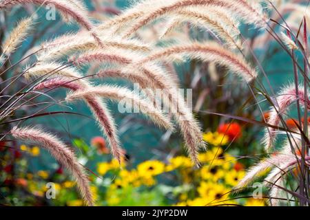 Rose Fountain Grass Pennisetum setaceum 'Rubrum' September Grasses in garden Stock Photo