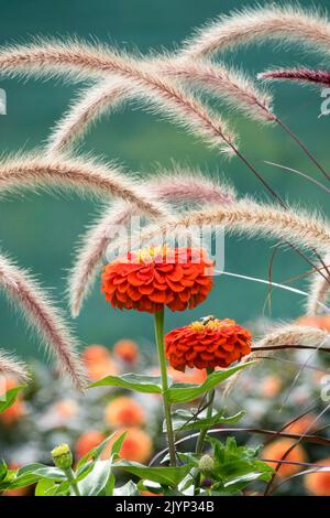 Red Zinnia elegans Flower heads, Fountain grass purple Arched Panicles, Beautiful Garden Plants Herbaceous Modern garden grasses, Pennisetum 'Rubrum' Stock Photo