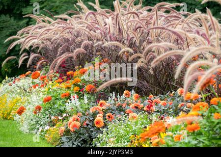 Landscaped flowers in a flower bed Modern garden grasses Pennisetum setaceum 'Rubrum', Purple Fountain Grass, Zinnias and other bedding plants mixed Stock Photo