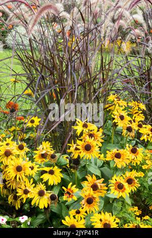 Yellow Rudbeckias Flower bed in Early Autumn, Ornamental grasses, Pennisetum setaceum 'Rubrum' Garden bed Stock Photo