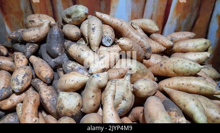 Ubi Cilembu or local sweet potato (Ipomoea batatas) from Cilembu village, in Sumedang, West Java, Indonesia Stock Photo