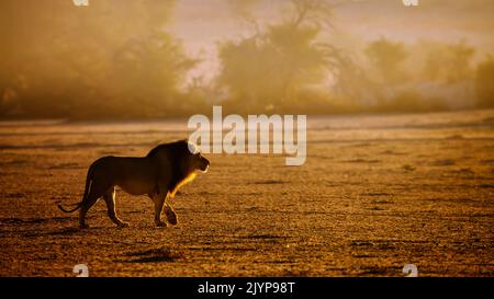 Majestic African lion (Panthera leo) male walking and roaring at dawn in Kgalagadi transfrontier park, South Africa
