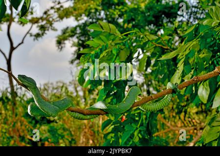 Stock photo of West African tree viper (Atheris chlorechis) portrait, Togo.  Controlled. Available for sale on