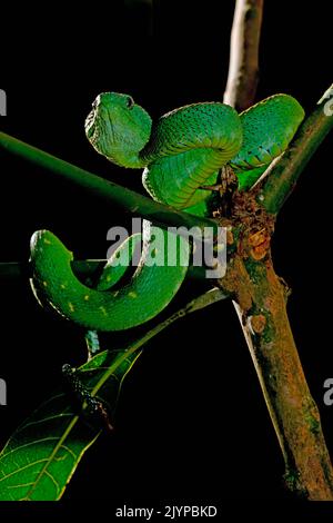 West African bush viper (Atheris chlorechis Stock Photo - Alamy