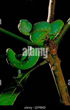 Western bush viper (Atheris chlorechis Stock Photo - Alamy