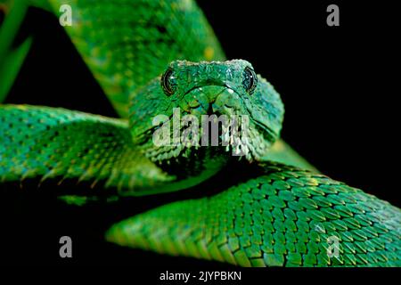 West African Bush Viper Atheris Chlorechis Stock Photo - Image of animal,  sierra: 136564930