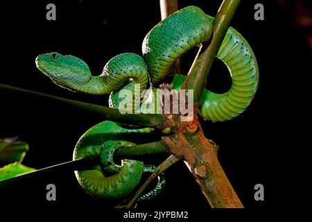 West African Bush Viper Atheris Chlorechis Stock Photo - Image of animal,  sierra: 136564930