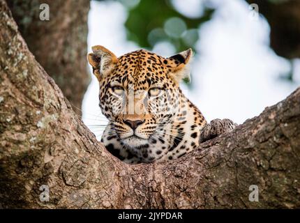 Portrait of a leopard (Panthera pardus pardus) on a tree. Close-up. Classical picture. National Park. Kenya. Tanzania. Maasai Mara. Serengeti. Stock Photo