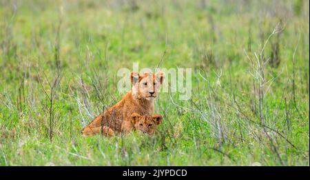 Two lion cubs (Panthera leo) are playing each other in the Serengeti National Park. Tanzania. Stock Photo