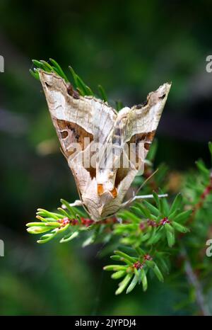 An Angle Shades (Phlogophora meticulosa) moth resting on Heather leaves during a June day in Sussex, England, UK. Stock Photo