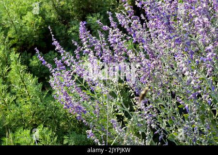 Russian Sage, Perovskia 'Little Spire' smaller version Perovskia blooming Stock Photo