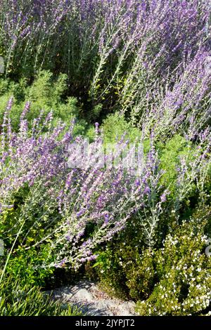 Perovskia 'Little Spire', Russian Sage spires Sages Lavender colour Border Flowers blooming Stock Photo