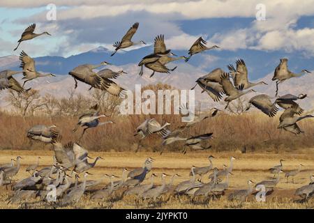 Sandhill cranes leap and fly out from field at Bernardo Wildlife Area, a waterfowl management area, near Socorro, New Mexico, United States Stock Photo