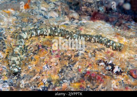Worm (Eupolymnia nebulosa). Polychaete of about 15 cm that has the body covered with pebbles and fragments of shells that it adheres itself through a mucosa in order to protect itself. The most common is to find it under stones. Invertebrates of the Canary Islands, Tenerife. Stock Photo