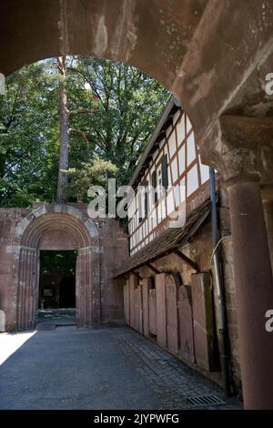 Bad Herrenalb, Germany: Wonder pine that grows directly on the wall above the entrance to the vestibule. The roots go through the wa Stock Photo