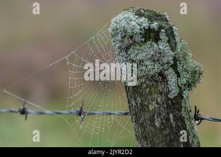 Cobweb on lichen covered fence post Stock Photo