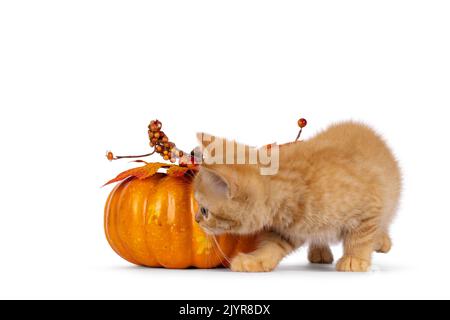 Adorable red British Shorthair cat kitten, walking around orange fake pumpkin. Looking towards camera. Isolated on a white background. Stock Photo