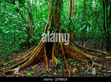Fragment of a big tree in a tropical forest. Sulawesi. Indonesia. Stock Photo