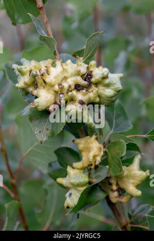 Galls caused by Poplar gall aphid (Pemphigus vesicarius) on Black poplar (Populus nigra), Drome, France Stock Photo
