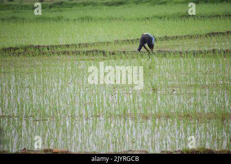 Indian farmer working in a green paddy field Stock Photo