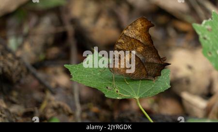 Dark evening brown butterfly (Melanitis phedima) Resting on leave, Gunung Leuser National Park, North Sumatra, Indonesia Stock Photo