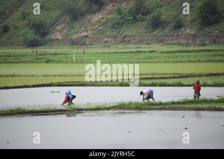 Indian farmer working in a green paddy field Stock Photo