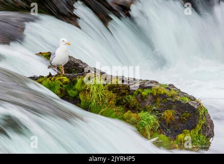 Seagull is standing on a rock in the middle of the river. Alaska. Katmai National Park. USA. Stock Photo