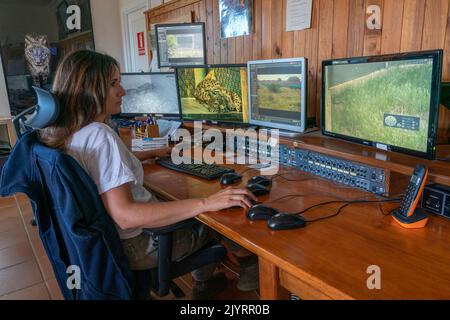 Erika Diaz Hernandez, part of the team of surveillance, controls the monitors installed in the enclosures and collects data. Centro de Cría del Lince Iberico El Acebuche, Donana National Park, Andalusia, Spain. Stock Photo