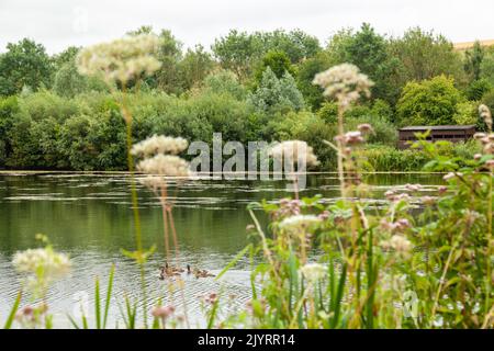 Langford Lakes Wildlife Reserve at Steeple Langford , Wiltshire , England Stock Photo