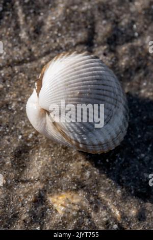 Common cockle (Cerastoderma edule) washed up on beach, Cotes-d'Armor, France Stock Photo
