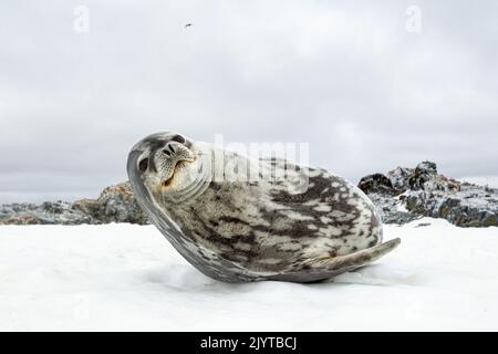Weddell seal (Leptonychotes weddellii) is a relatively large and abundant true seal with a circumpolar distribution surrounding Antarctica. It is one of the five seals that can be seen in Antarctica. Antarctic Peninsula, Antarctica Stock Photo