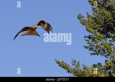 Red Kite (Milvus milvus) in flight, Spain Stock Photo