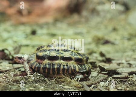 young turtle resting on rock  Stock Photo