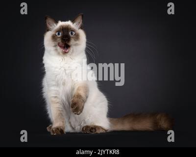 Fluffy young seal point ragdoll cat, sitting facing front. Licking mouth and one paw up in the air. Looking straight to camera with light blue eyes. I Stock Photo