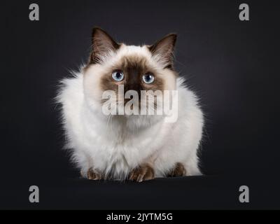 Fluffy young seal point ragdoll cat, laying down facing front. Looking straight to camera with light blue eyes. Isolated on a black background. Stock Photo