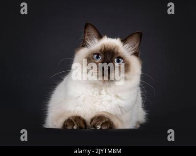 Fluffy young seal point ragdoll cat, laying down facing front. Looking straight to camera with light blue eyes. Isolated on a black background. Stock Photo