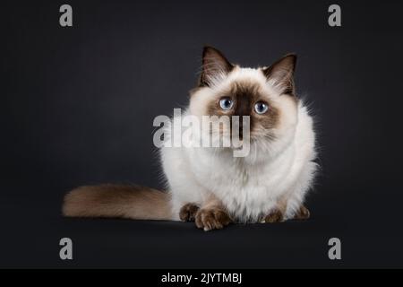 Fluffy young seal point ragdoll cat, laying down facing front. Looking straight to camera with light blue eyes. Isolated on a black background. Stock Photo