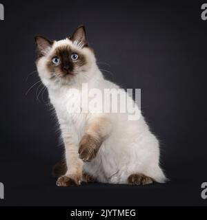 Fluffy young seal point ragdoll cat, sitting facing front. One paw playful  up in the air. Looking straight to camera with light blue eyes. Isolated o Stock Photo