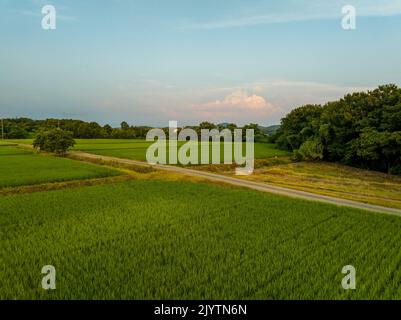 Dirt road through green rice fields on clear day Stock Photo