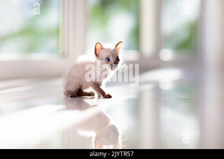 Baby cat. Siamese kitten playing on couch with knitted blanket. Domestic animal. Home pet. Young cats. Cute funny cats play at home. Stock Photo