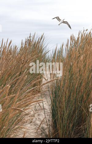 birds flying over a beautiful dune landscape on the North Sea island of Langeoog in Germany Stock Photo