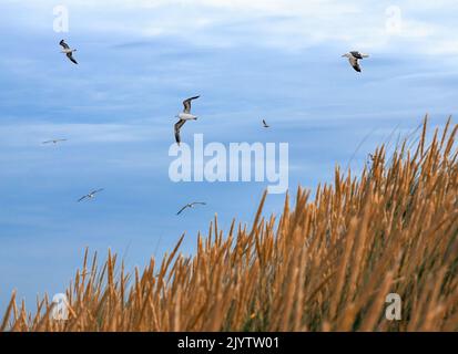 birds flying over a beautiful dune landscape on the North Sea island of Langeoog in Germany Stock Photo