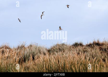 birds flying over a beautiful dune landscape on the North Sea island of Langeoog in Germany Stock Photo