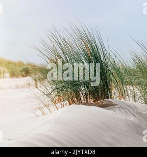 Close-up of dune grass in sand on the coast of the North Sea Stock Photo