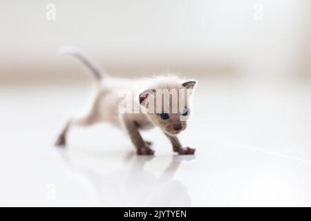 Baby cat. Siamese kitten playing on couch with knitted blanket. Domestic animal. Home pet. Young cats. Cute funny cats play at home. Stock Photo