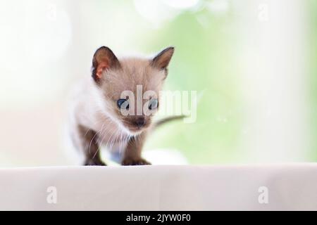 Baby cat. Siamese kitten playing on couch with knitted blanket. Domestic animal. Home pet. Young cats. Cute funny cats play at home. Stock Photo