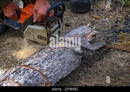 A woodcutter saws a dry tree for firewood with a chainsaw. A man is harvesting logs in the forest. Stock Photo