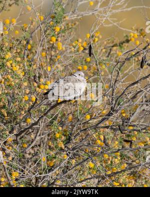 An Eurasian Collared dove (Streptopelia decaocto), perched on yellow flowering thorny brush at Al Qudra lake in Dubai, United Arab Emirates. Stock Photo